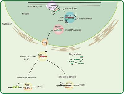 The roles of microRNAs in horticultural plant disease resistance